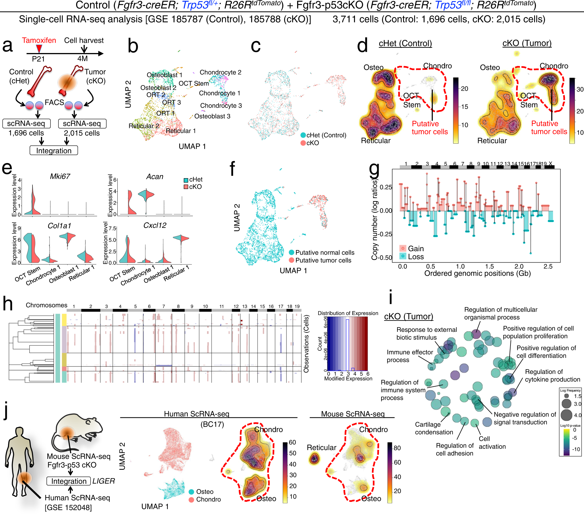 Fig. 8: Single-cell characterization of Fgfr3+ cell-derived mouse osteosarcoma-like lesions.