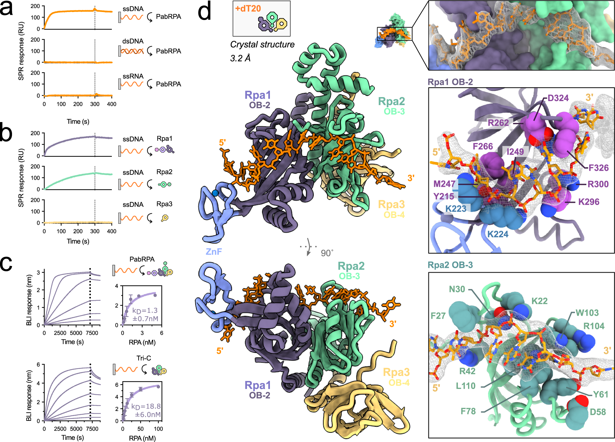 Fig. 2: Structural basis for the DNA-binding activity by PabRPA.
