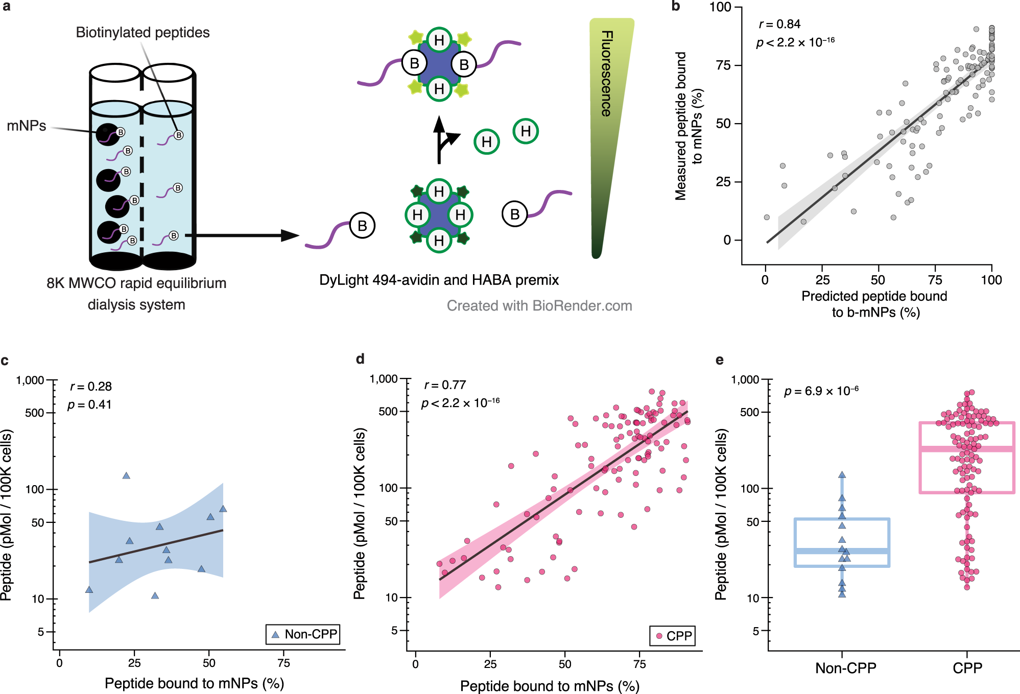 Fig. 3: Experimental validations of final model predictions on melanin binding and cell-penetration.