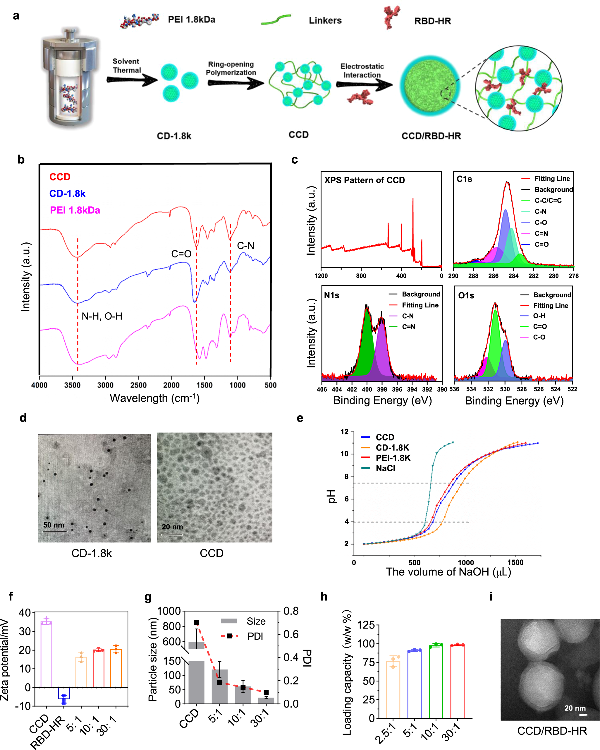 Fig. 1: Characterization of CCD and CCD/RBD-HR nanoparticles.