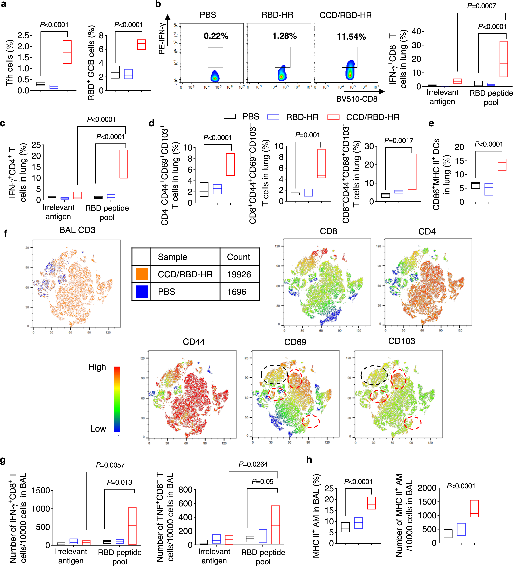 Fig. 3: CCD/RBD-HR immunization induces local T-cell responses.