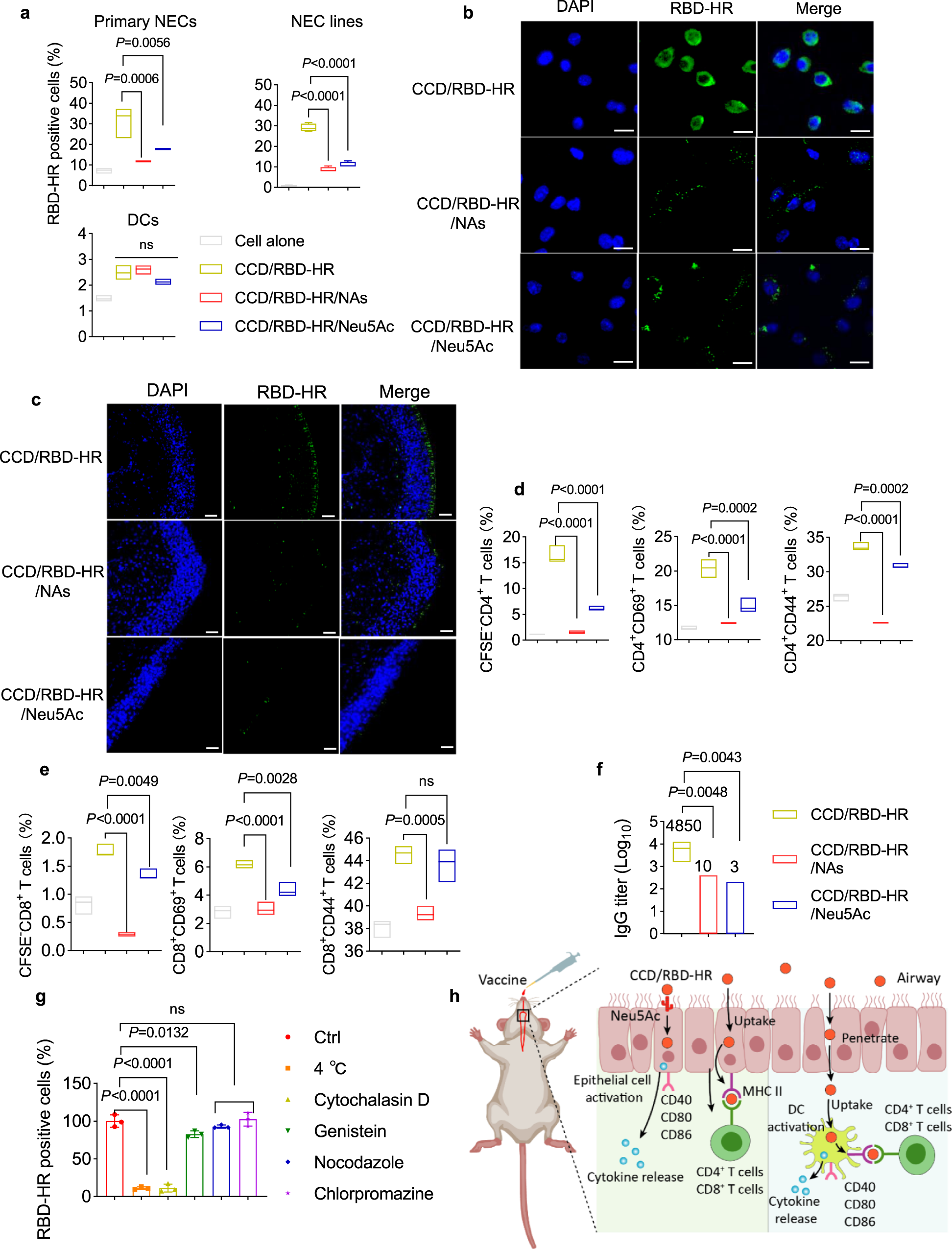 Fig. 6: CCD promotes antigen binding to NECs via sialic acids.