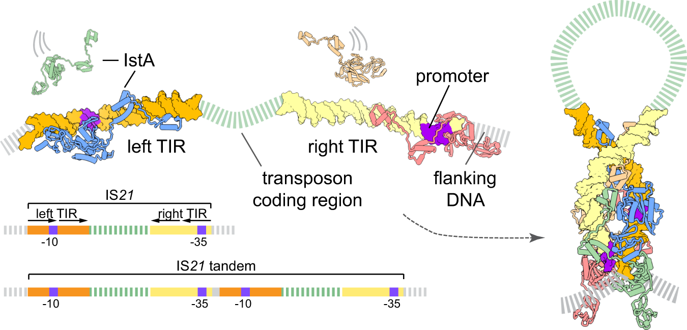 Fig. 8: Model for IstA assembly and donor DNA recognition.