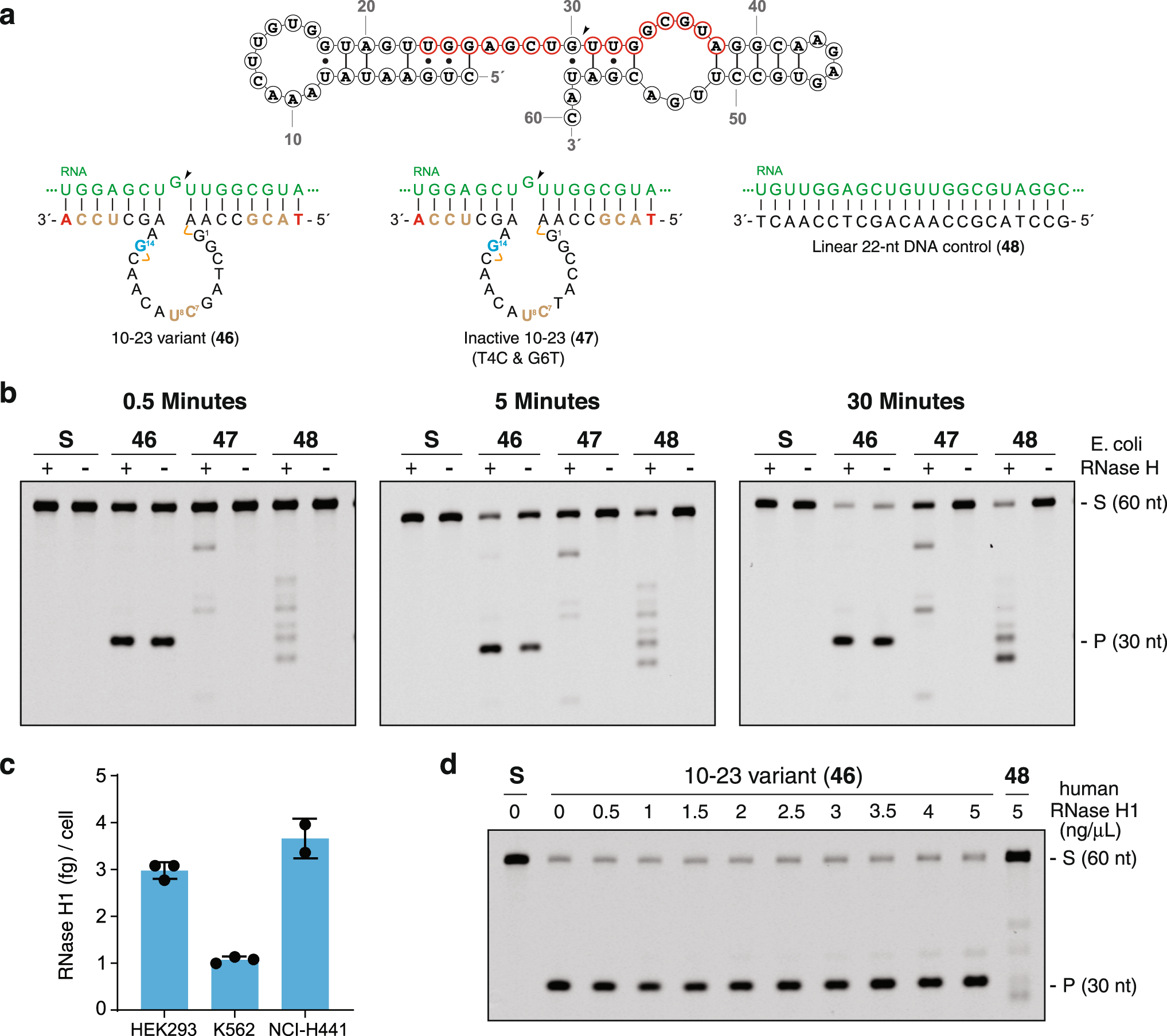Fig. 3: Autonomous DNAzyme-mediated RNA cleavage mechanism.