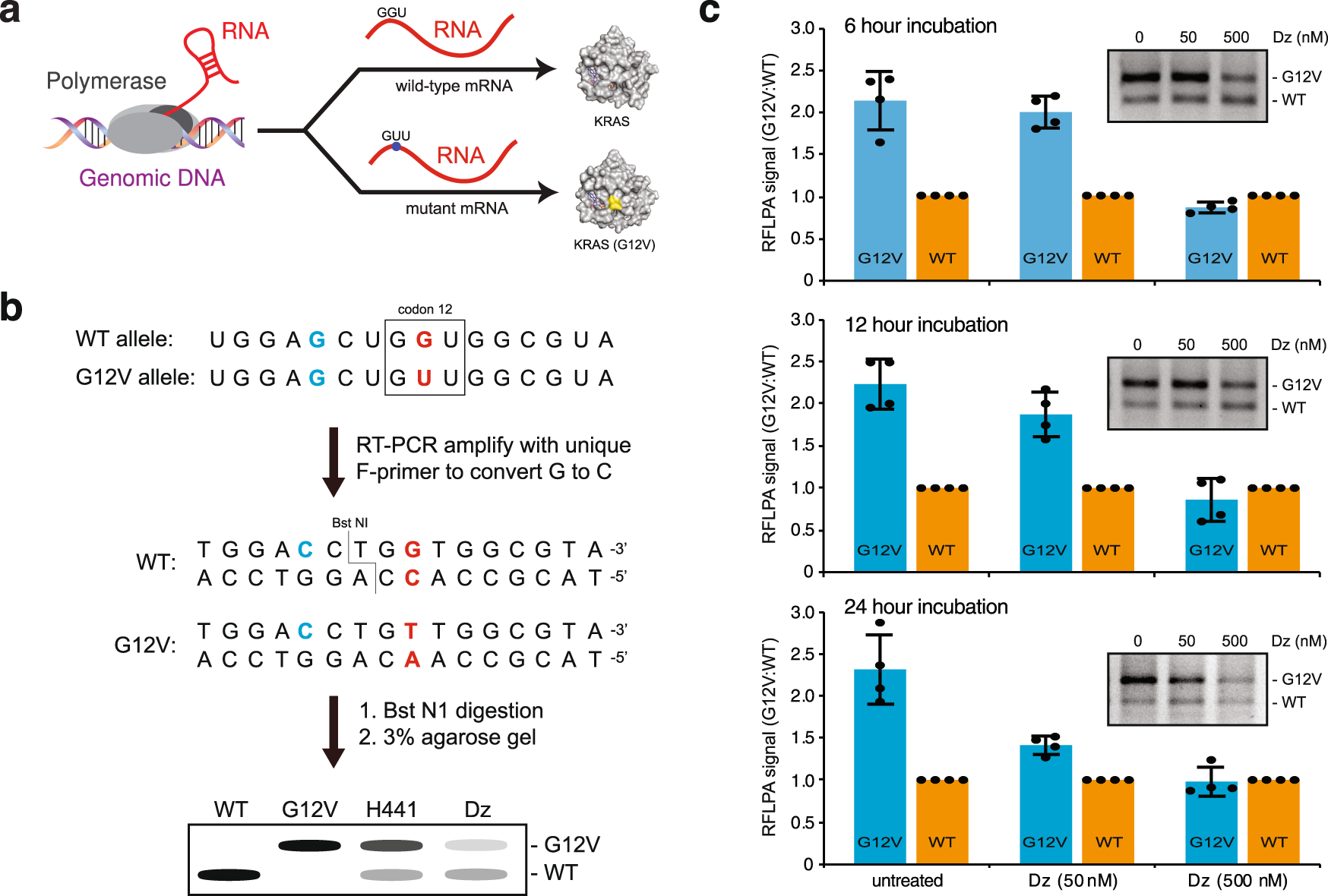Fig. 5: Allele-specific targeting of endogenous KRAS G12V RNA in a lung cancer cell model.