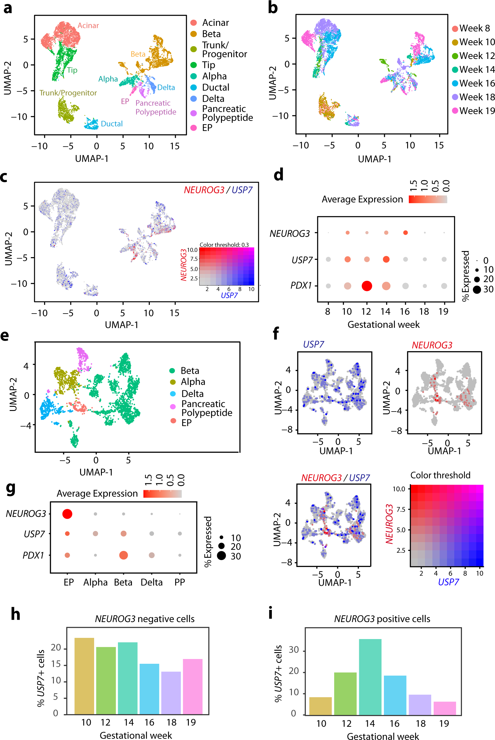 Fig. 5: USP7 expression during human embryonic pancreas development.