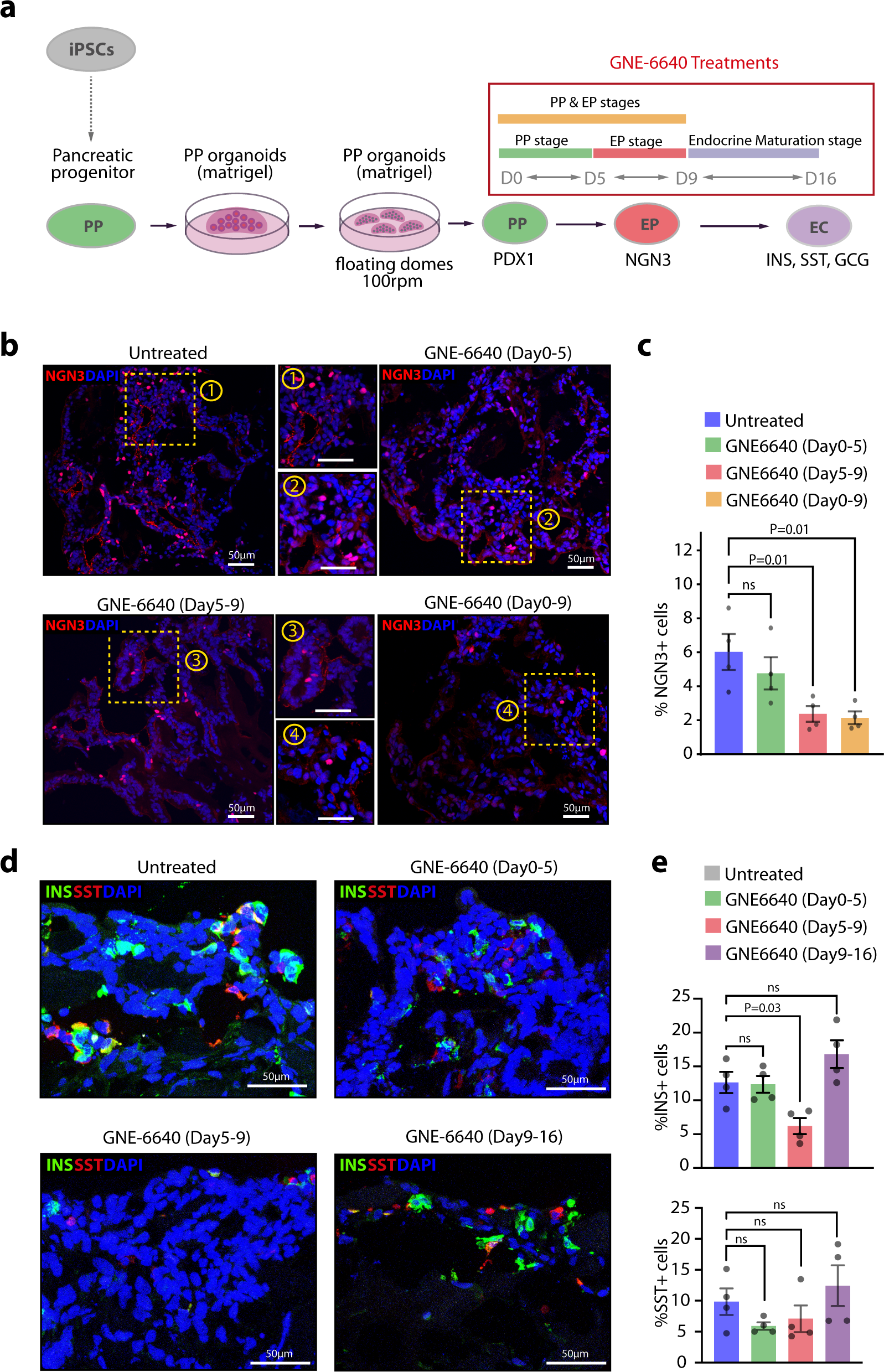 Fig. 7: USP7 inhibition during the pancreatic progenitor and endocrine maturation stages of iPSC-to-beta-cell differentiation does not impact INS+ beta-like cell generation.