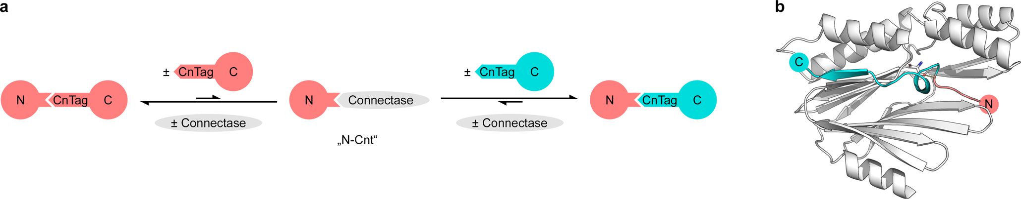 Fig. 1: Schematic representation of a Connectase-mediated ligation of two substrates, N and C (a), and AlphaFold model (b) of M. mazei Connectase (white) in complex with its recognition sequence (red, cyan).