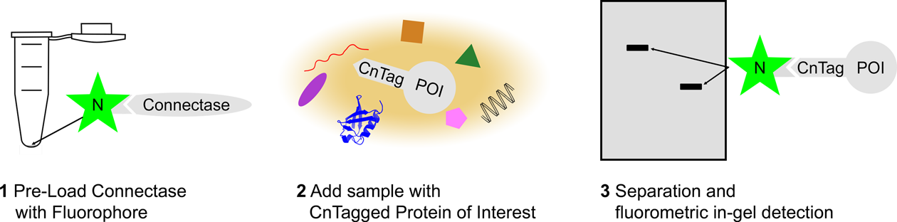 Fig. 2: Schematic representation of the in-gel fluorescence detection method.