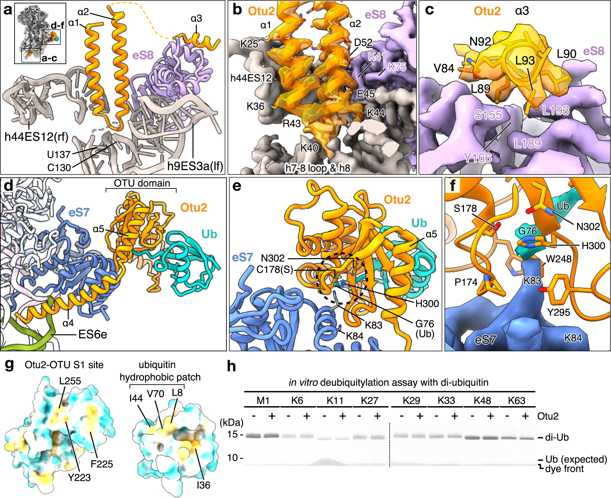 Fig. 3: Structure and specificity of Otu2 binding to eS7-monoubiquitinated 40S.