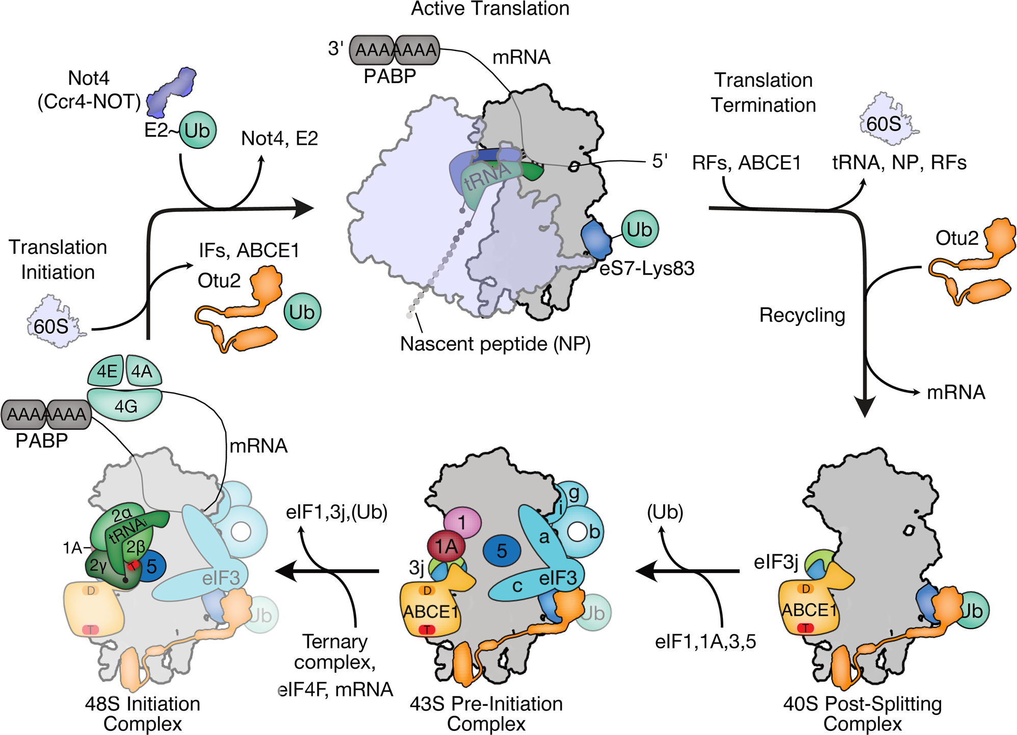 Fig. 5: Model for the eS7 ubiquitination-deubiquitination cycle during translation.