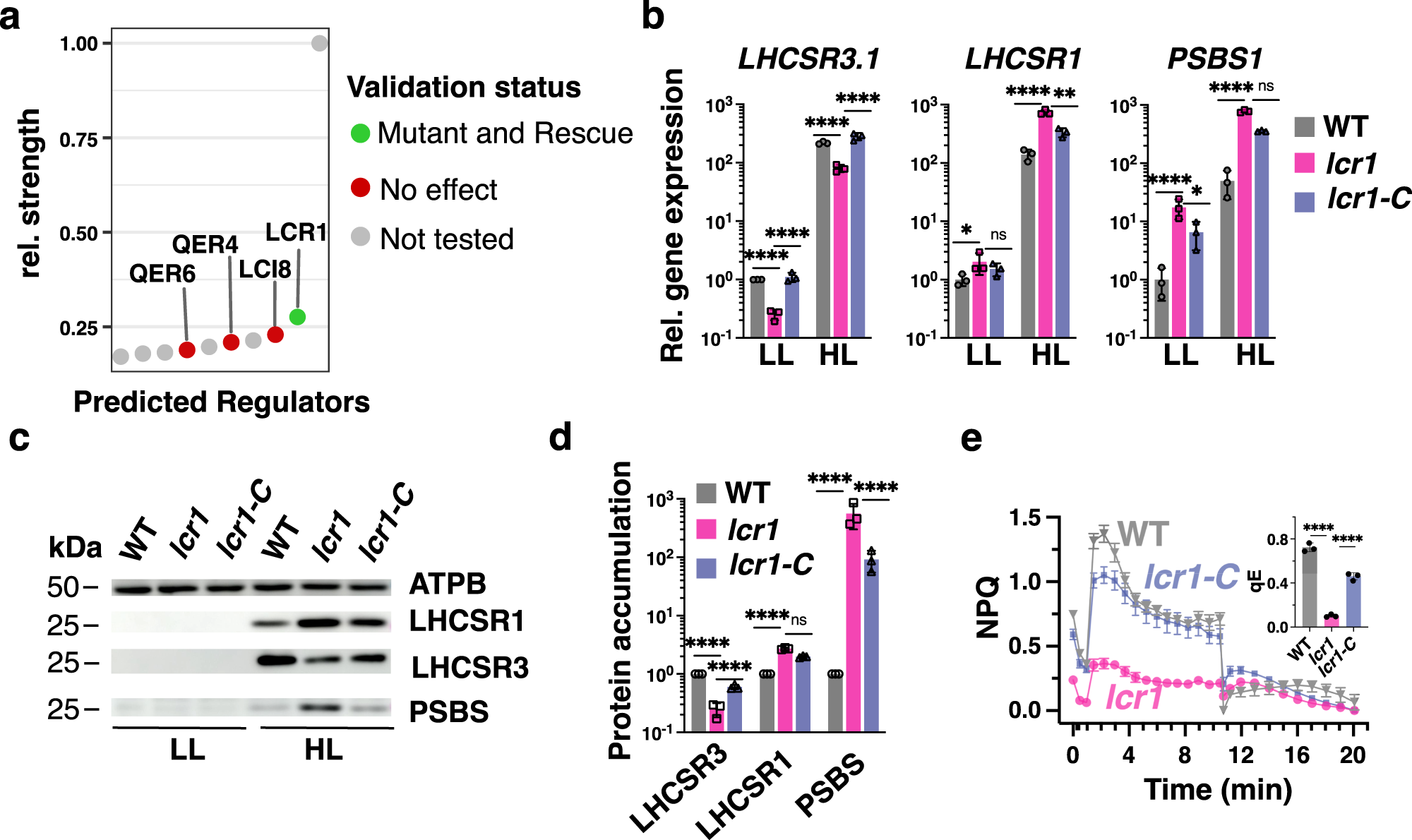 Fig. 2: Consensus GRN for light and acetate responses pinpoints LCR1 as regulator of qE-related genes.