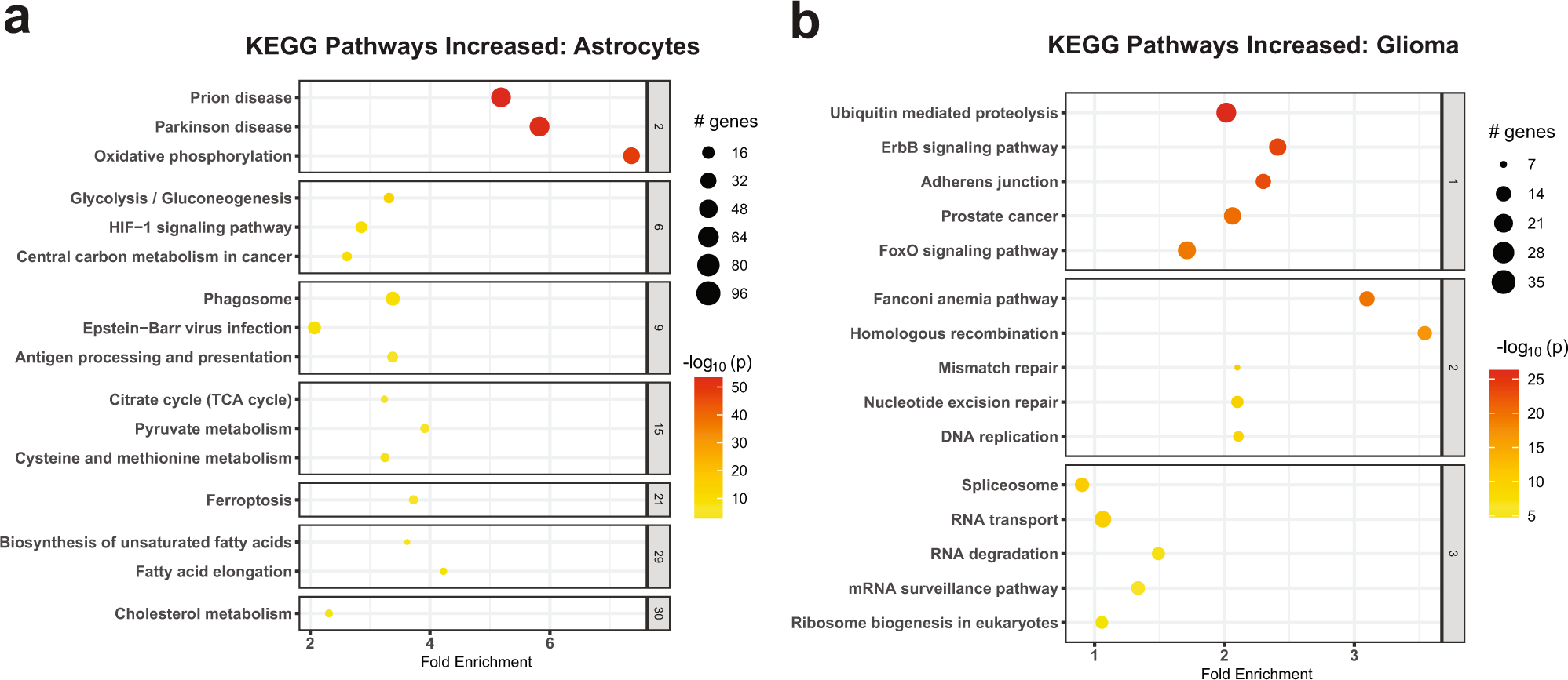 Fig. 3: Differentially expressed genes in astrocytes and glioma are enriched for different gene ontologies.