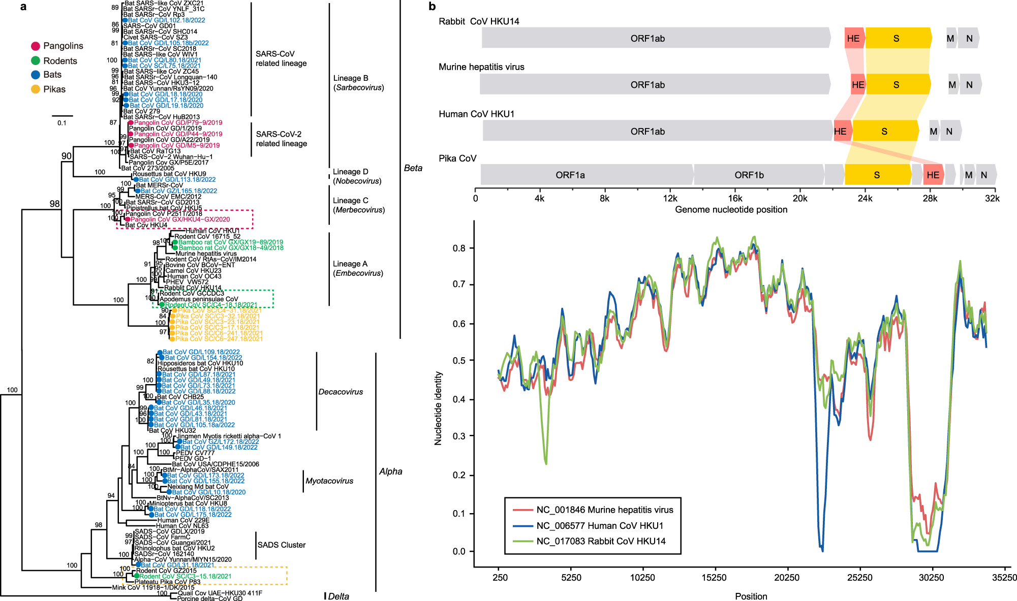 Fig. 2: Phylogenetic diversity of the coronaviruses identified here.