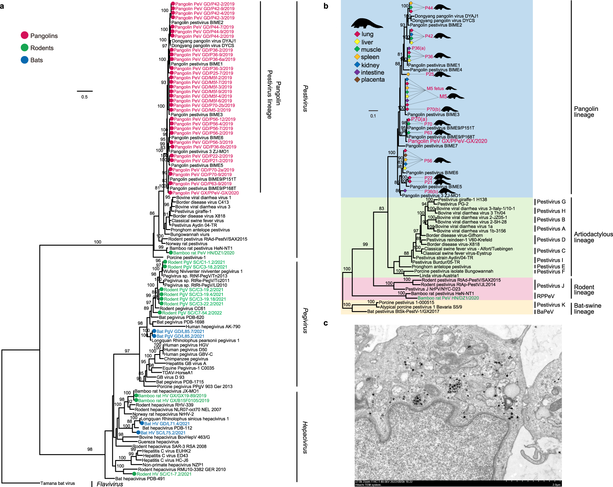 Fig. 3: Phylogenetic diversity of flaviviruses identified here.