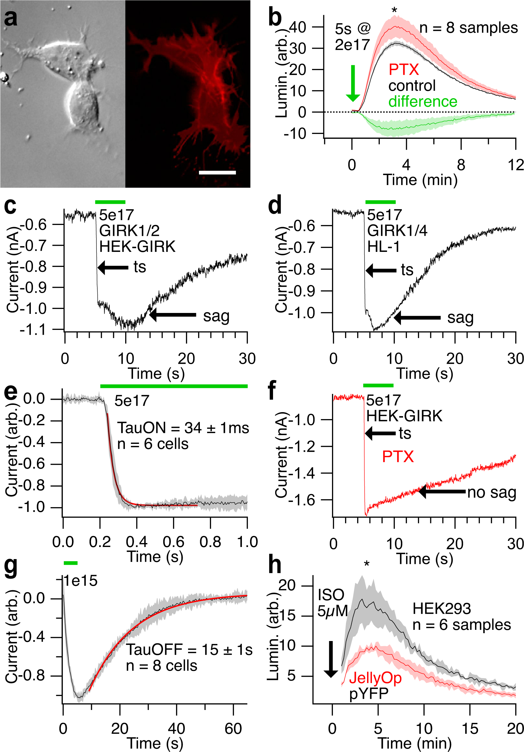 Fig. 1: JellyOp activates robust ultrafast GIRK currents via Gαs.