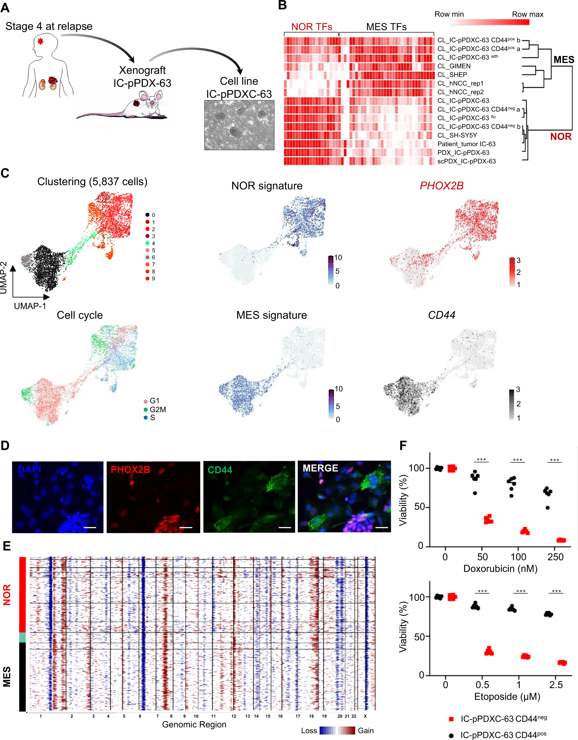 Fig. 2: IC-pPDXC-63 is an original model of phenotypic heterogeneity including noradrenergic and mesenchymal tumor identities.