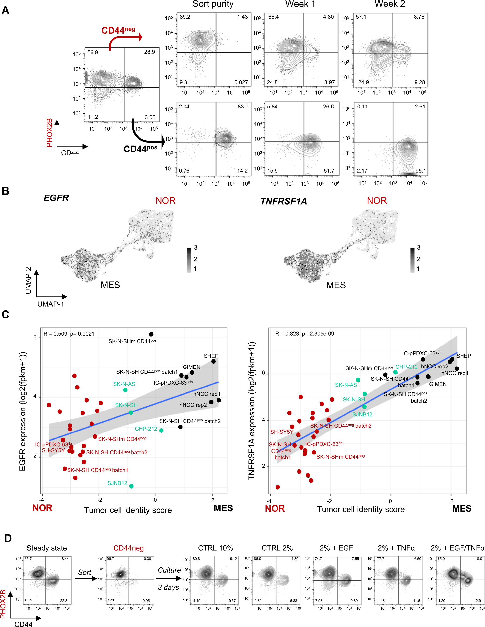 Fig. 3: Noradrenergic to mesenchymal plasticity can be induced by extrinsic factors including EGF and TNFα.