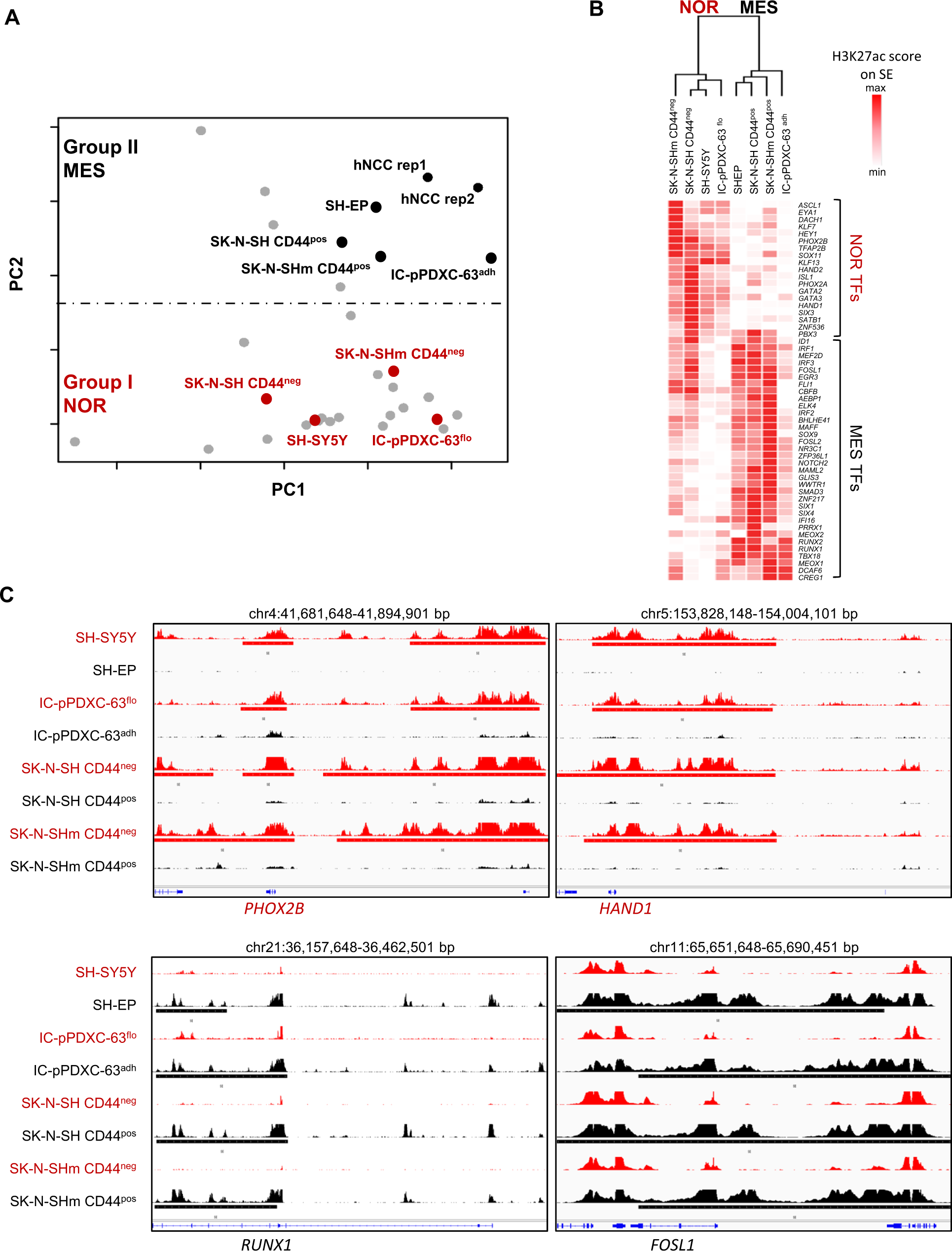 Fig. 4: The noradrenergic to mesenchymal plasticity is associated with an epigenetic reprogramming.