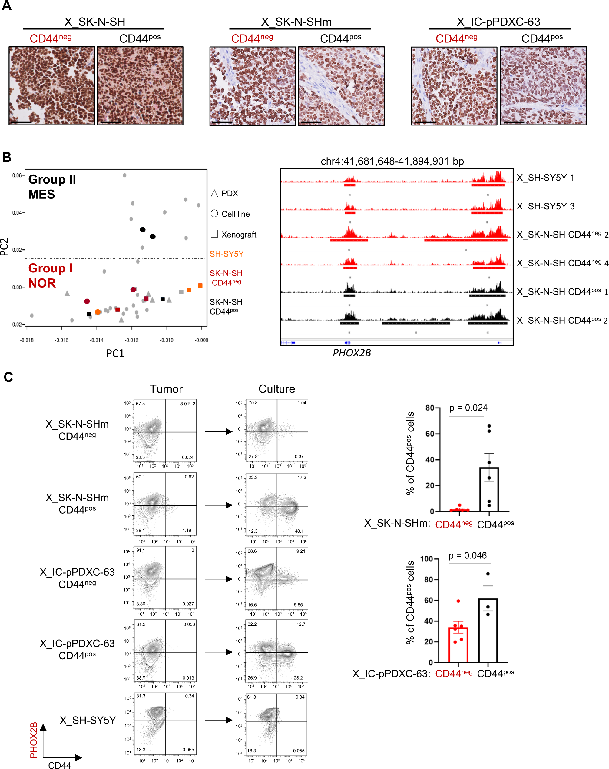 Fig. 5: Reversible mesenchymal to noradrenergic shift in the SK-N-SH and IC-pPDXC-63 models.