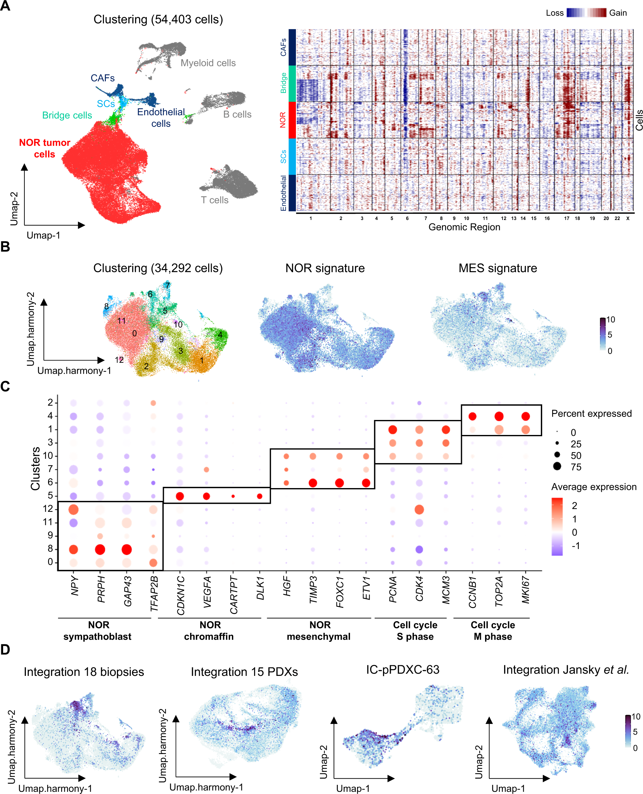 Fig. 6: Single-cell transcriptomic reveals a noradrenergic population with mesenchymal features in neuroblastoma patients.