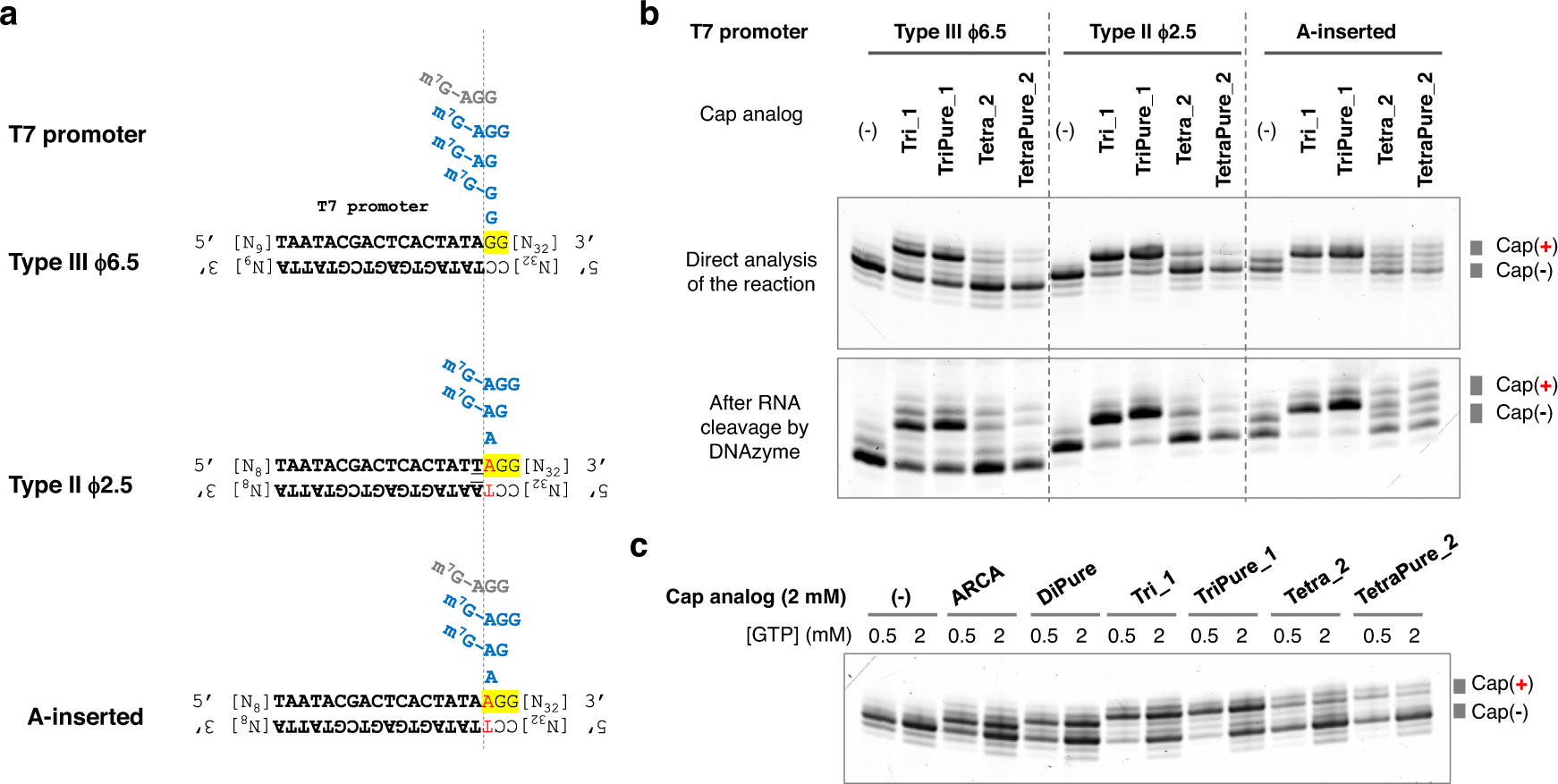 Fig. 4: Tri/tetranucleotide PureCap analogs are incorporated by T7 RNAP in a model system.