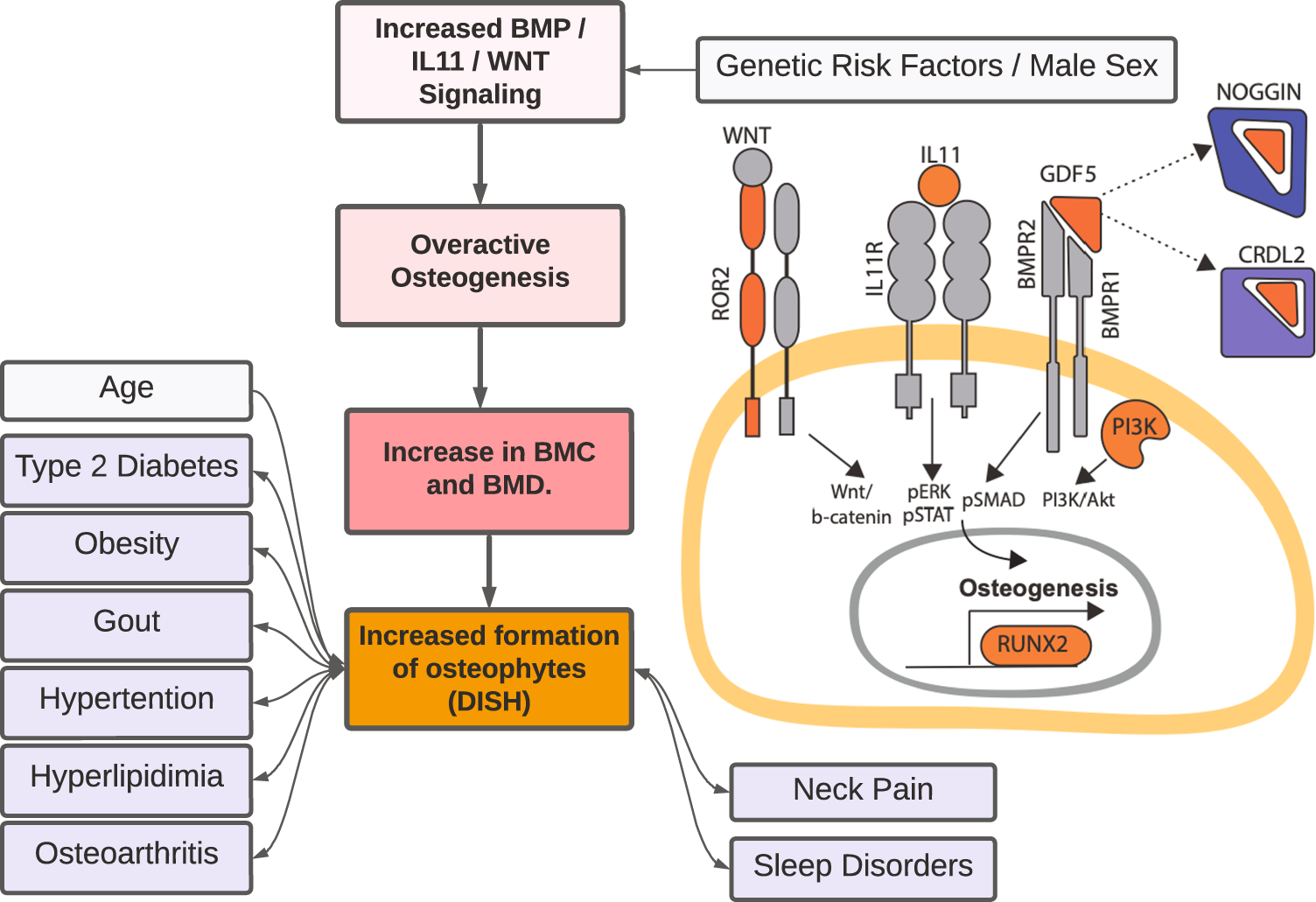 Fig. 6: Overview of genetic and environmental risk factors associated with development of DISH.
