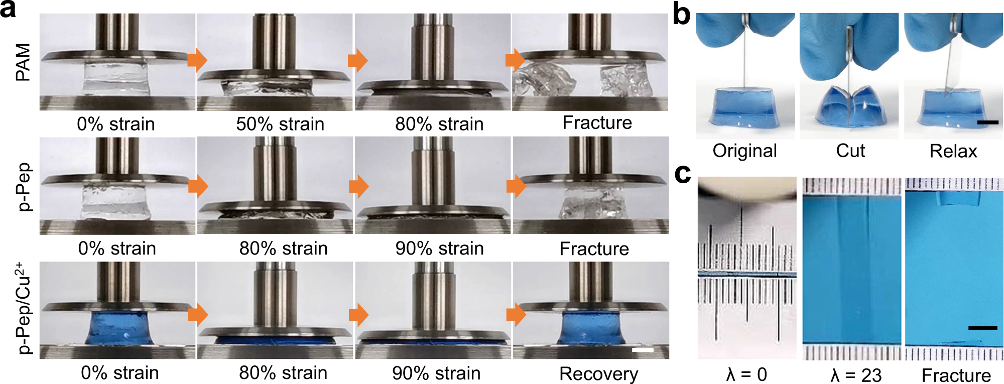 Fig. 3: Hydrogels made of metal ion-clad picot fibres.
