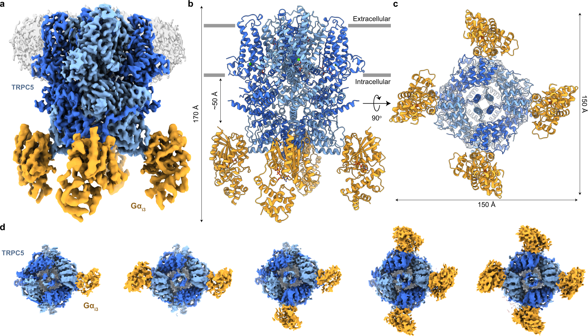 Molecular architecture of the Gαi-bound TRPC5 ion channel | Nature  Communications