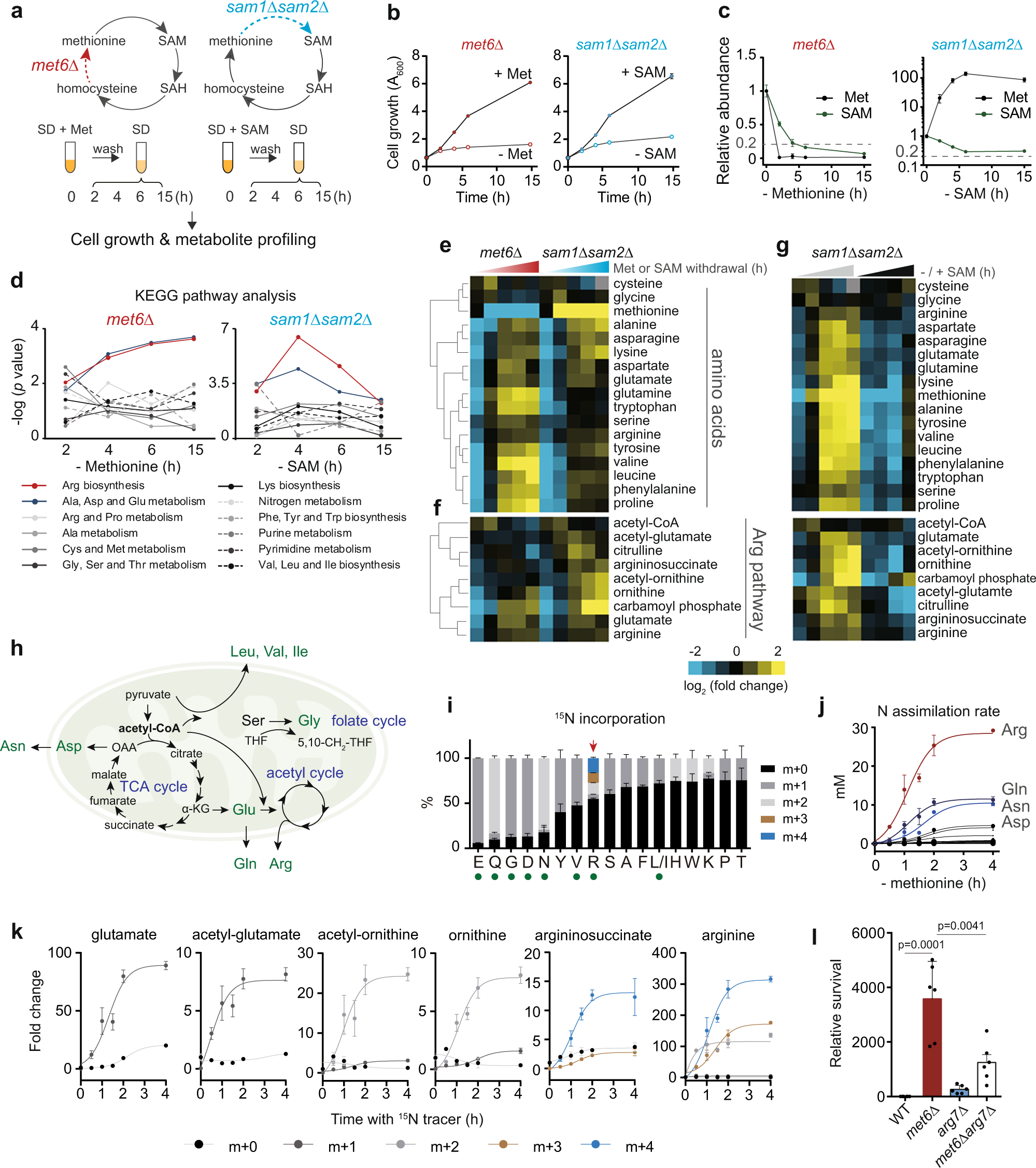 methionine restriction glutathione and lifespan control Methionine restriction constrains lipoylation and