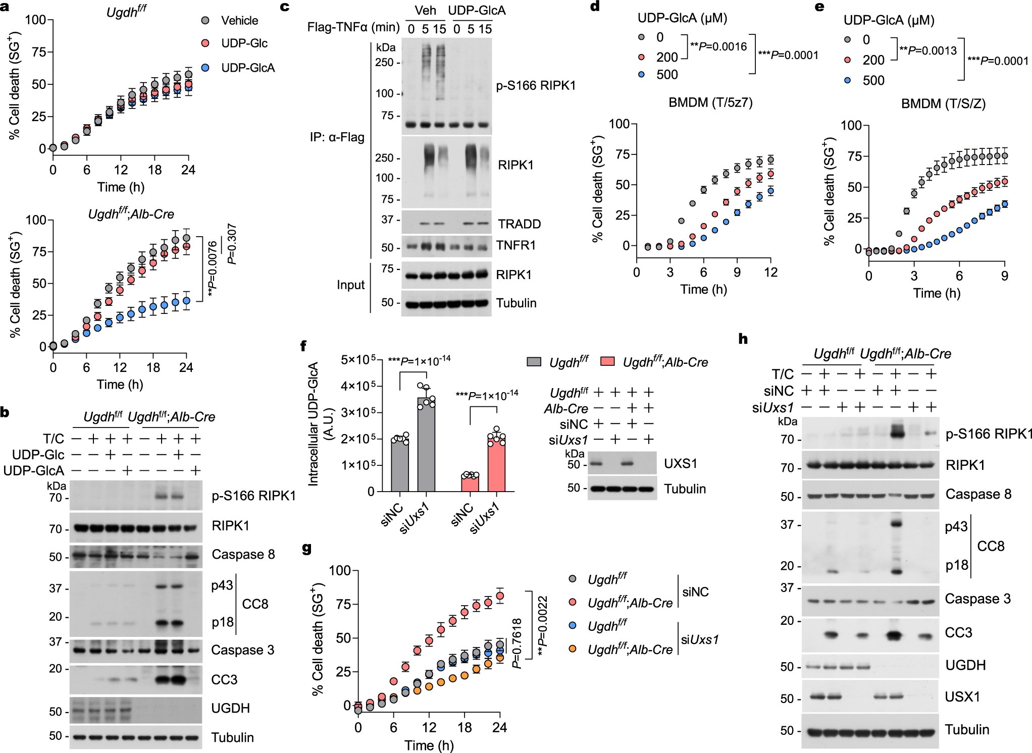 Fig. 5: UGDH controls RIPK1 activation through UDP-Glc to UDP-GlcA.