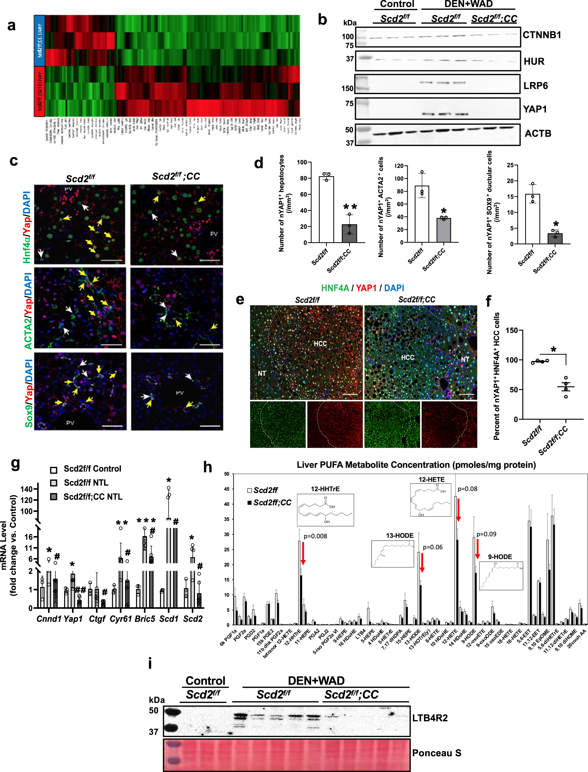 Fig. 1: SCD2 deficiency in aHSC results in global repression in CTNNB1, YAP1, LTB4R2, and its ligands.