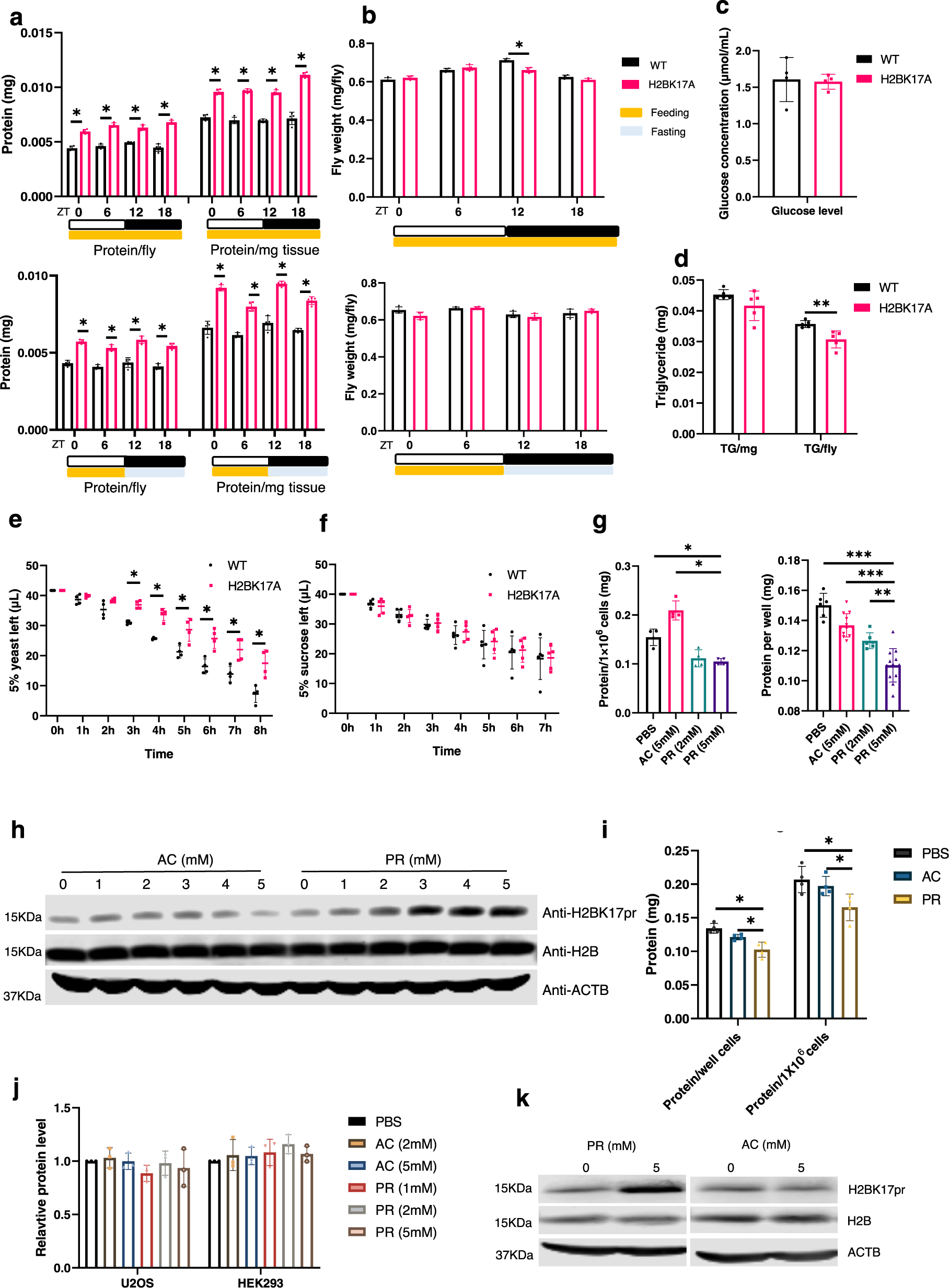 Fig. 4: H2BK17pr regulates proteostasis.