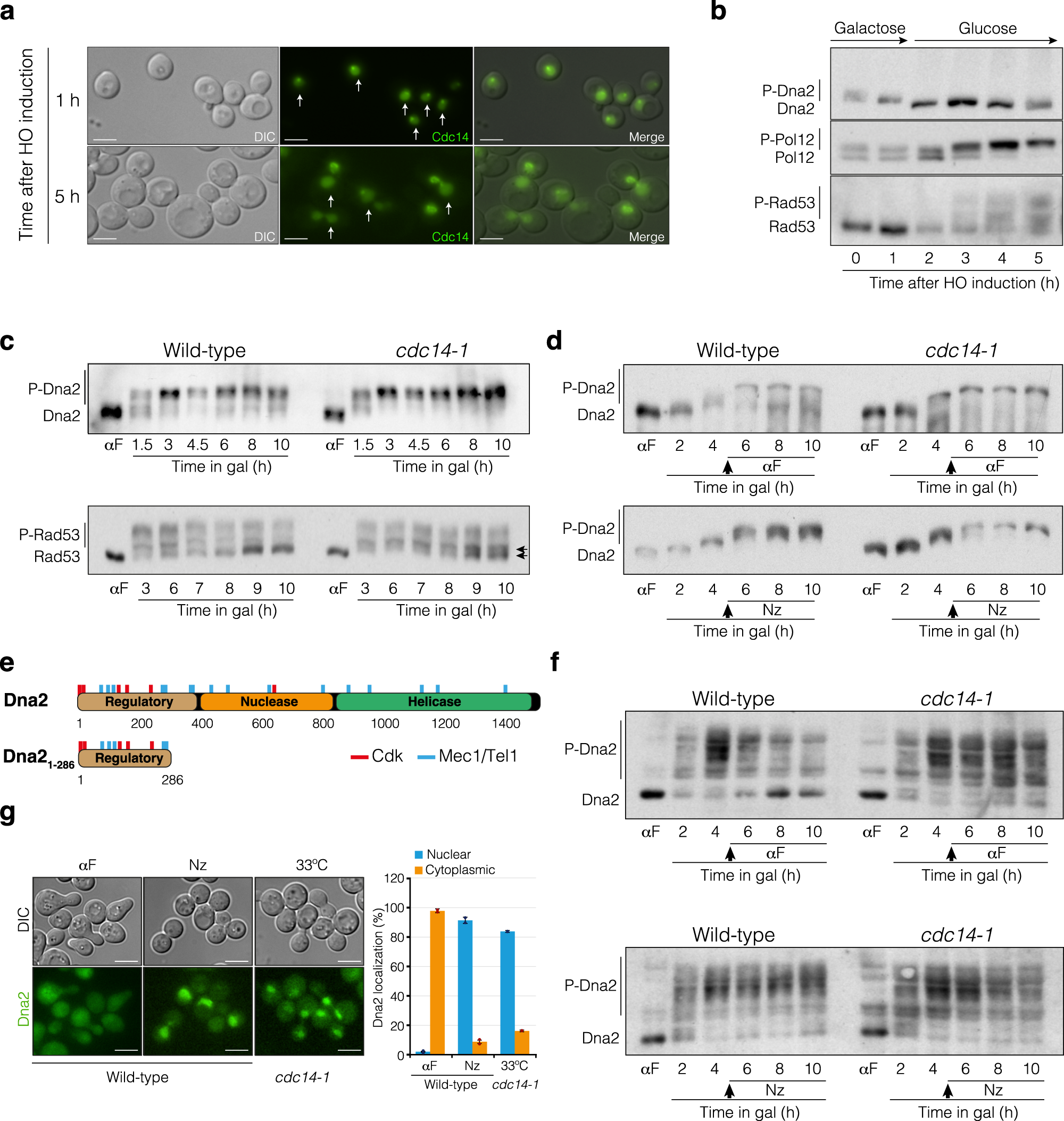 Fig. 7: Mitotic Cdc14 phosphatase dephosphorylates Dna2.