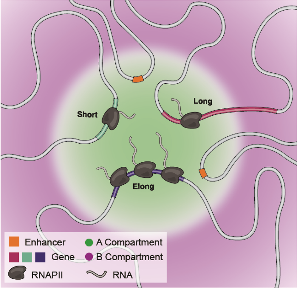Fig. 7: Sub-genic compartmentalization organizes the human genome.