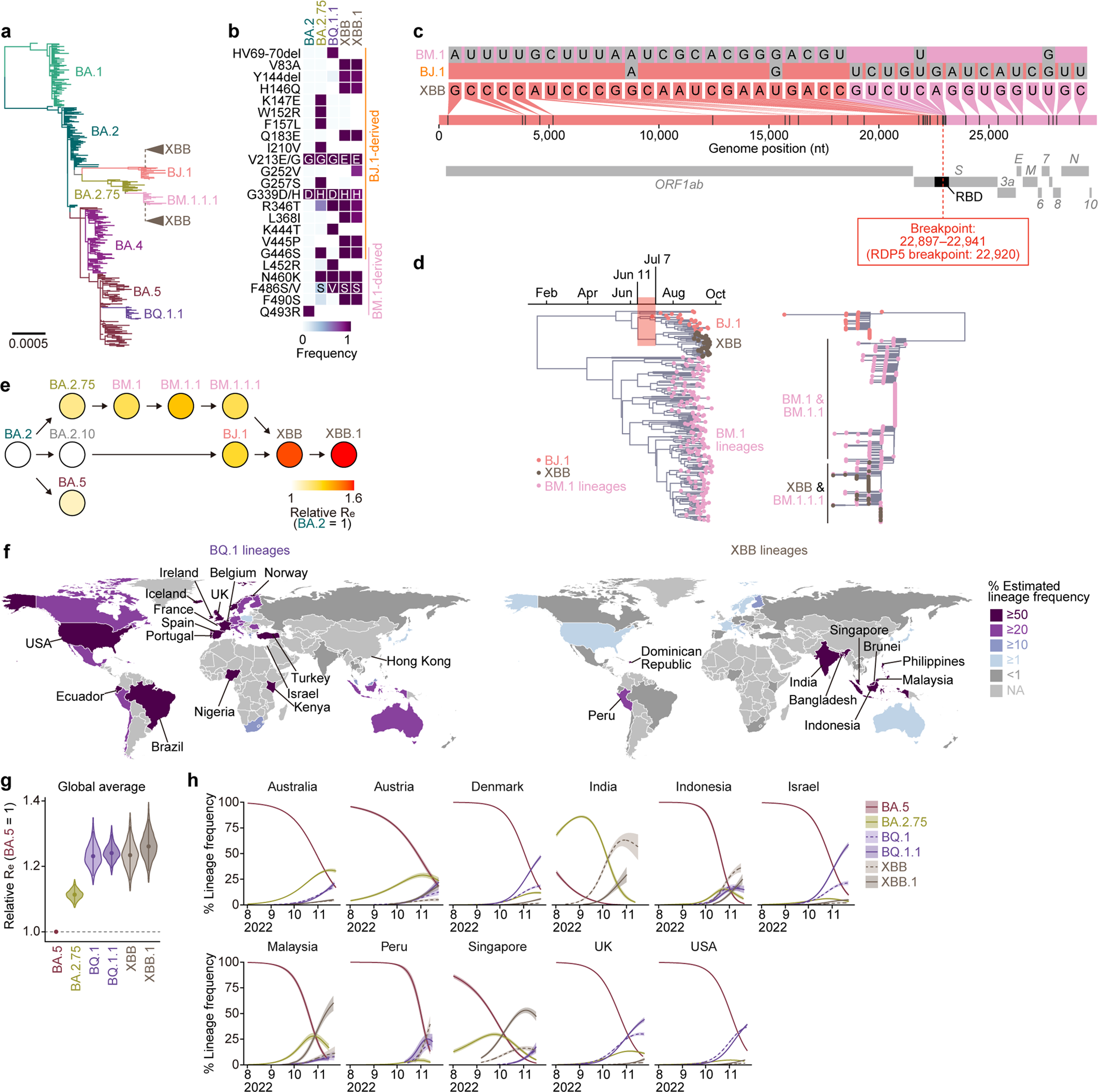 Virological characteristics of the SARS-CoV-2 XBB variant derived from  recombination of two Omicron subvariants