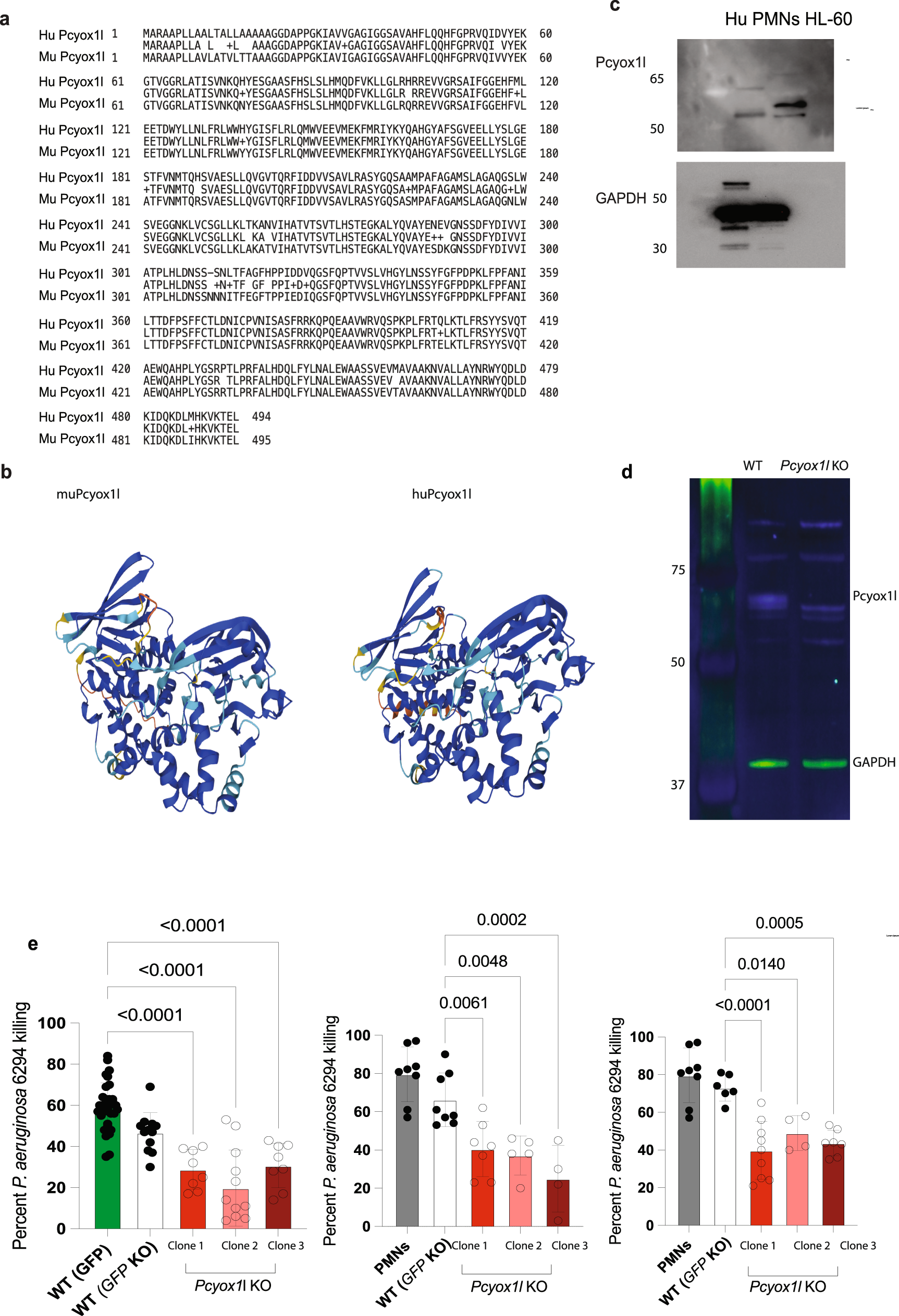 Fig. 2: Pcyox1l protein is evolutionary conserved and controls neutrophil bactericidal activities.