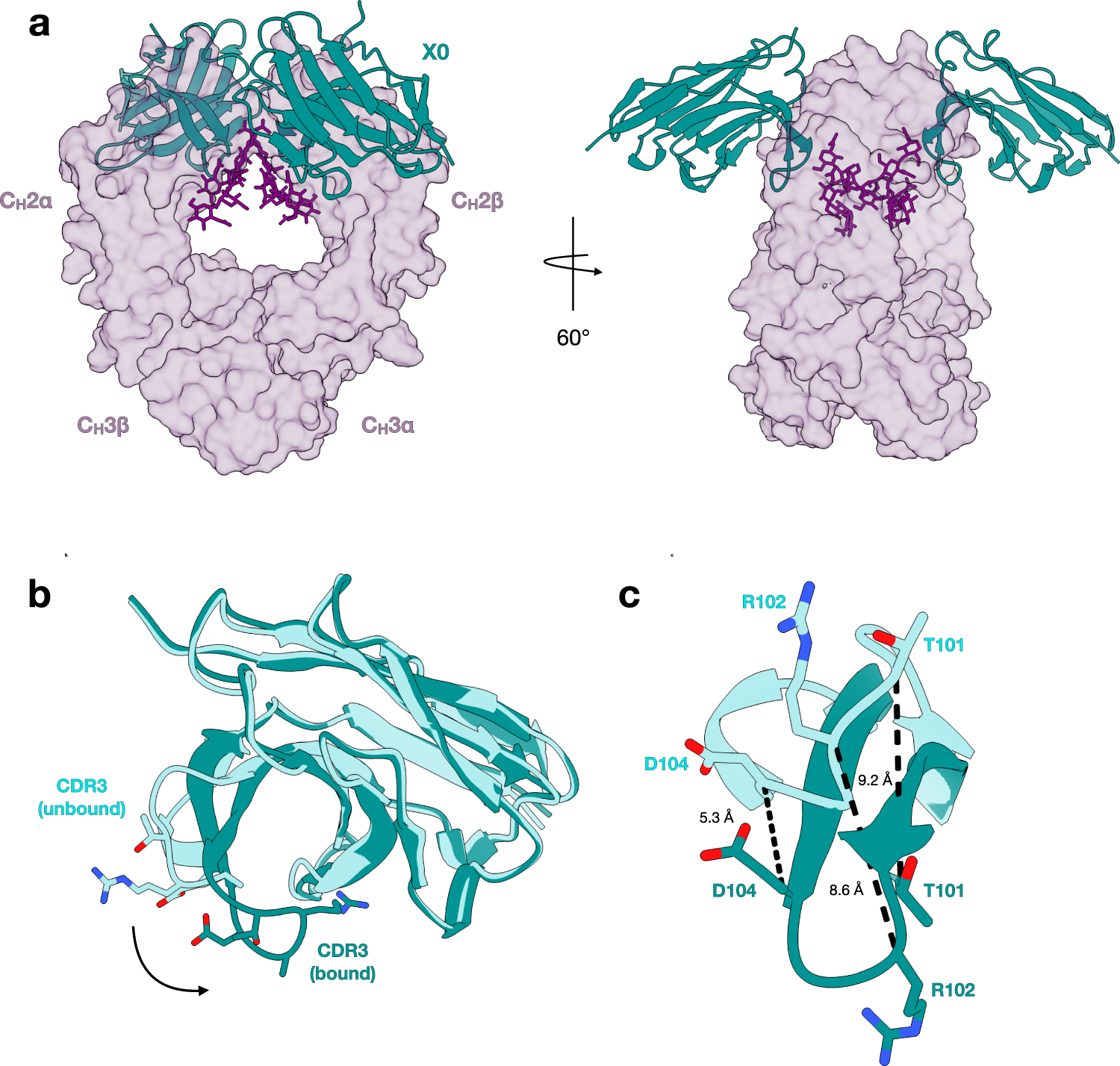 Fig. 1: Overall crystal structure of the X0-afucosylated IgG1 complex.