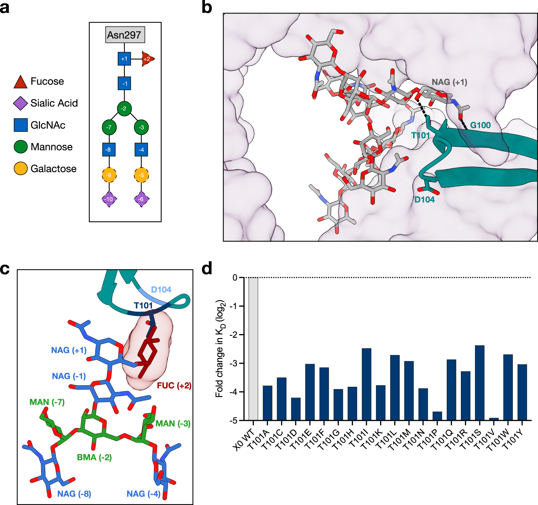 Fig. 3: Protein-glycan contacts at the nanobody-IgG binding interface.