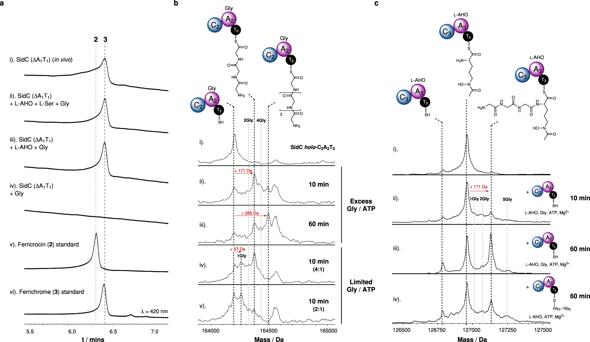 Fig. 3: Iterative loading of Gly residues by the A2 domain and chain-length control by the C3 domain.