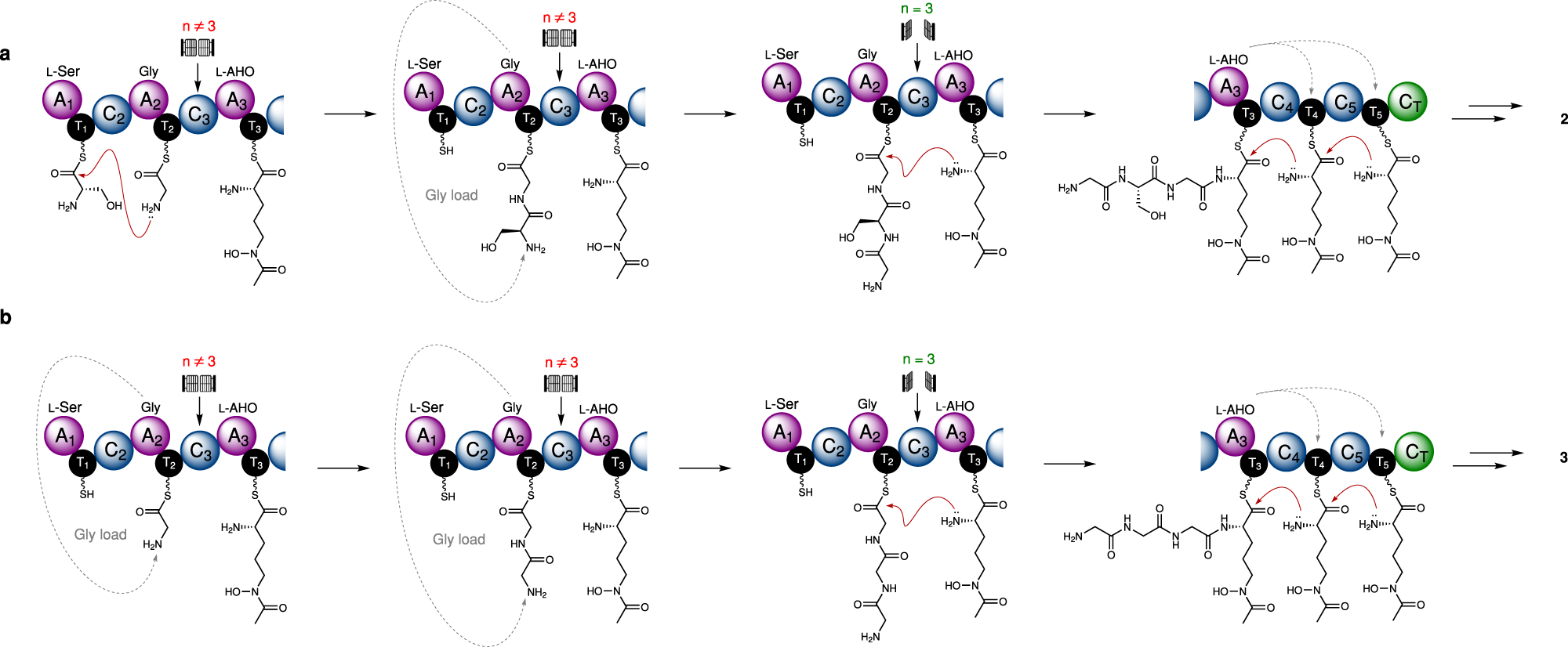 Fig. 4: Proposed biosynthetic models for SidC-catalysed formation of ferricrocin and ferrichrome.