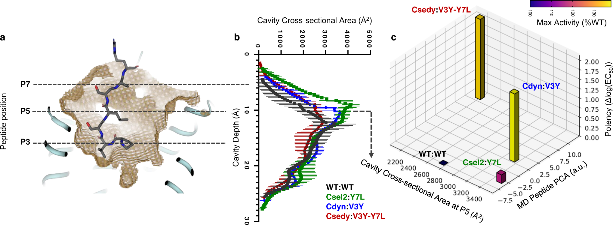 Fig. 5: High level of structural adaptation at the designed receptor–peptide binding interface.