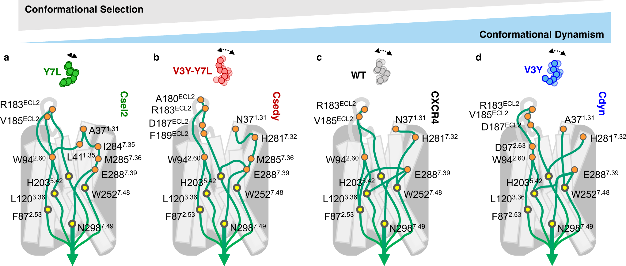 Fig. 6: Overview schematic of the allosteric signal transduction in CAPsen designs.