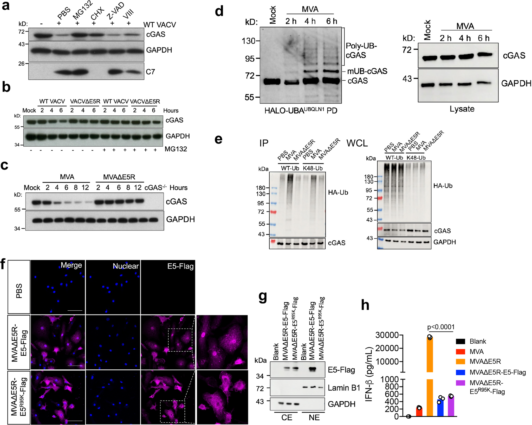 Fig. 4: WT VACV or MVA infection induces proteasome-dependent degradation of cGAS.