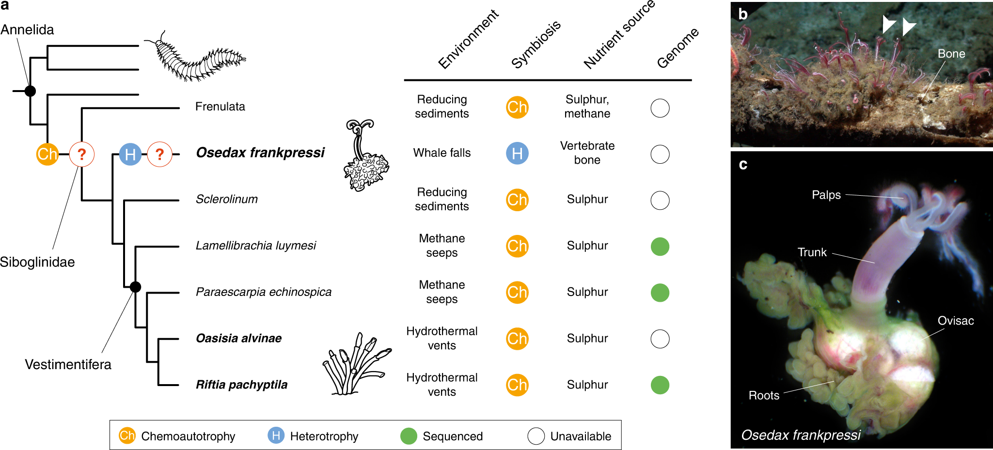 Distinct genomic routes underlie transitions to specialised symbiotic  lifestyles in deep-sea annelid worms