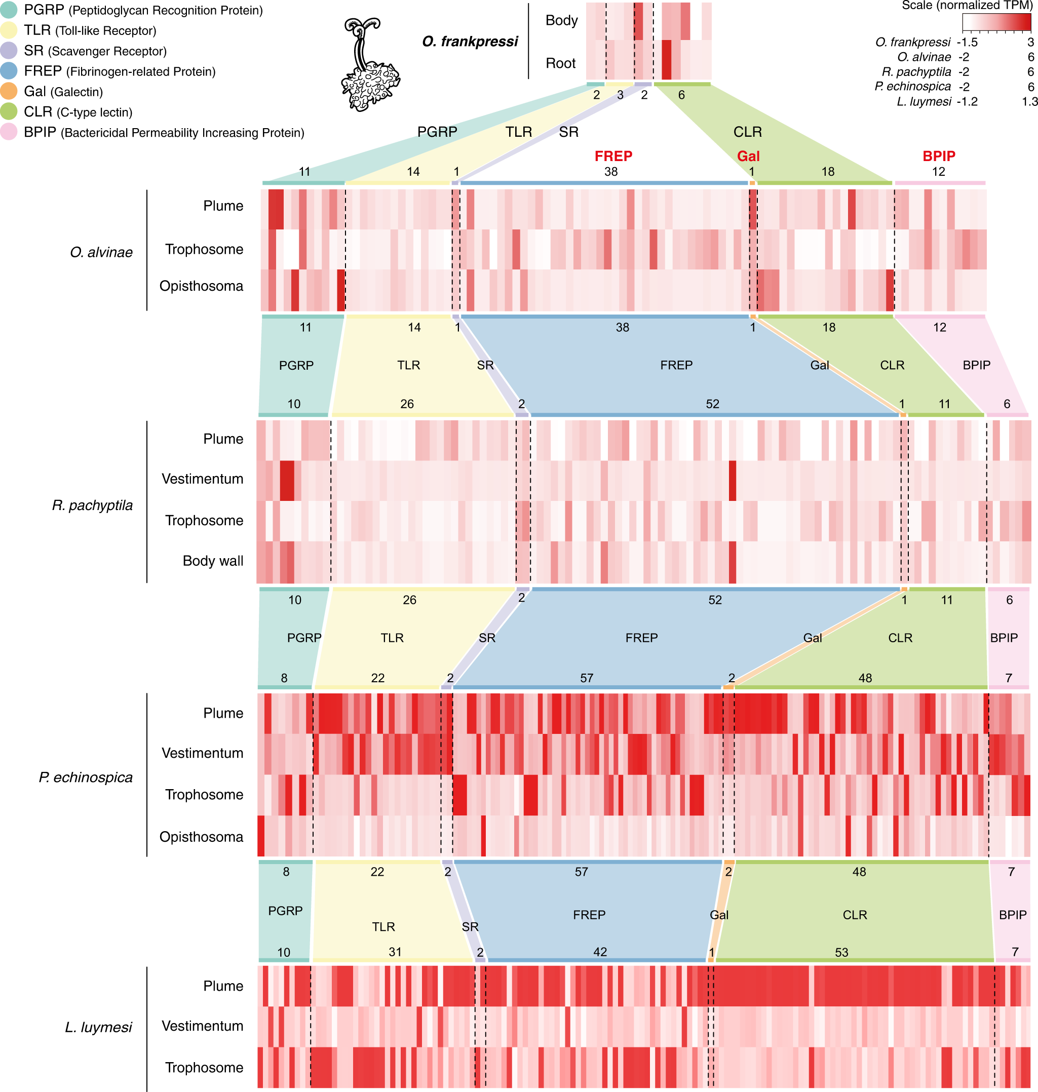 Fig. 6: O. frankpressi has a reduced innate immune gene repertoire compared to Vestimentifera.