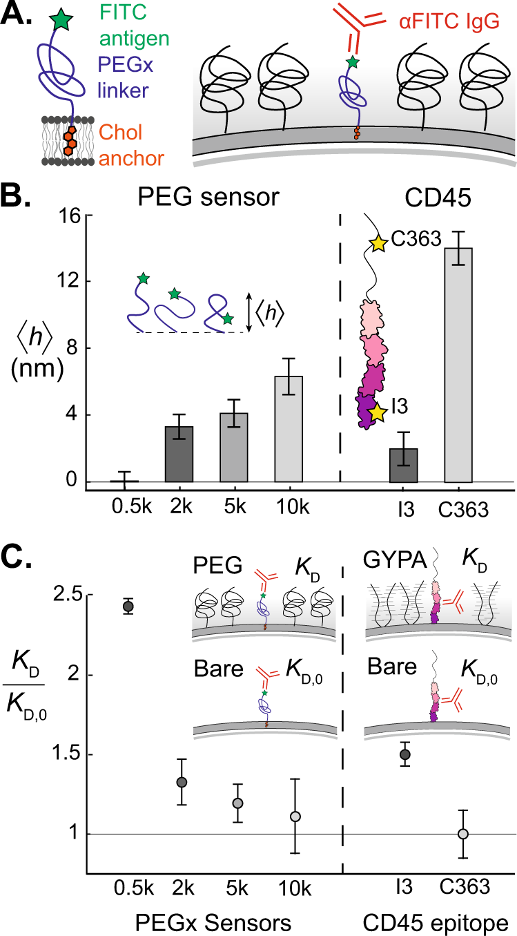 sho c. takatori lipid membrane 2019 Antibody binding reports spatial heterogeneities in cell membrane organization