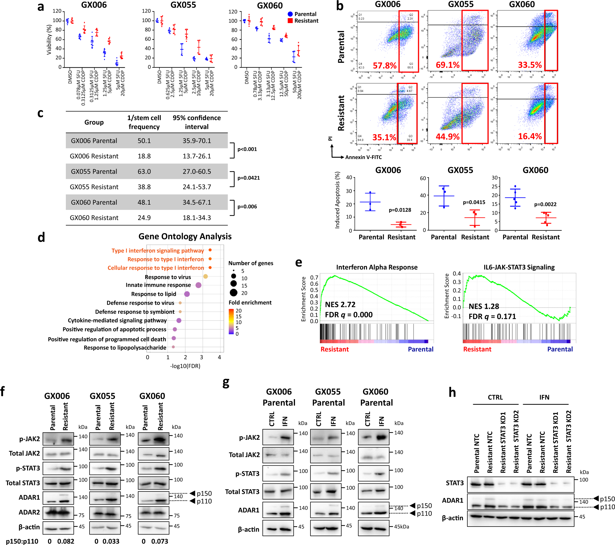 Fig. 1: 5FU + CDDP drug resistant gastric organoids exhibit interferon/JAK/STAT signaling activation leading to induction of ADAR1 expression.