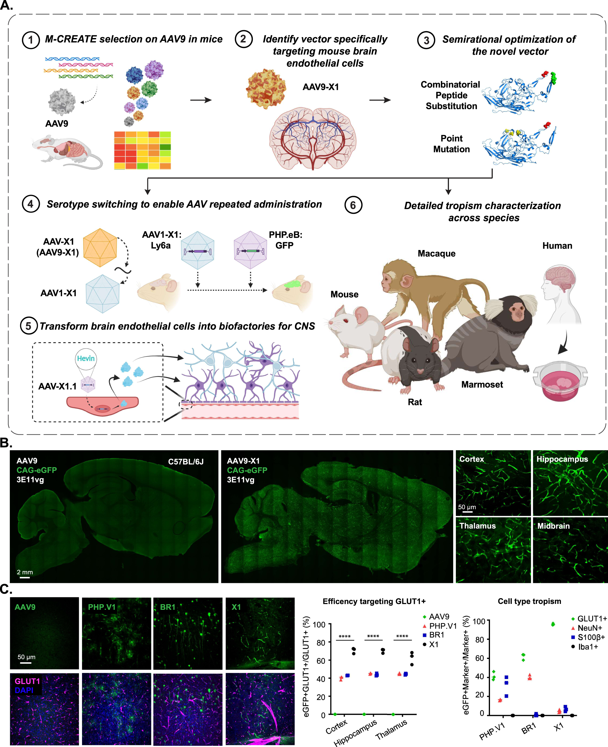 Functional gene delivery to and across brain vasculature of systemic AAVs  with endothelial-specific tropism in rodents and broad tropism in primates  | Nature Communications
