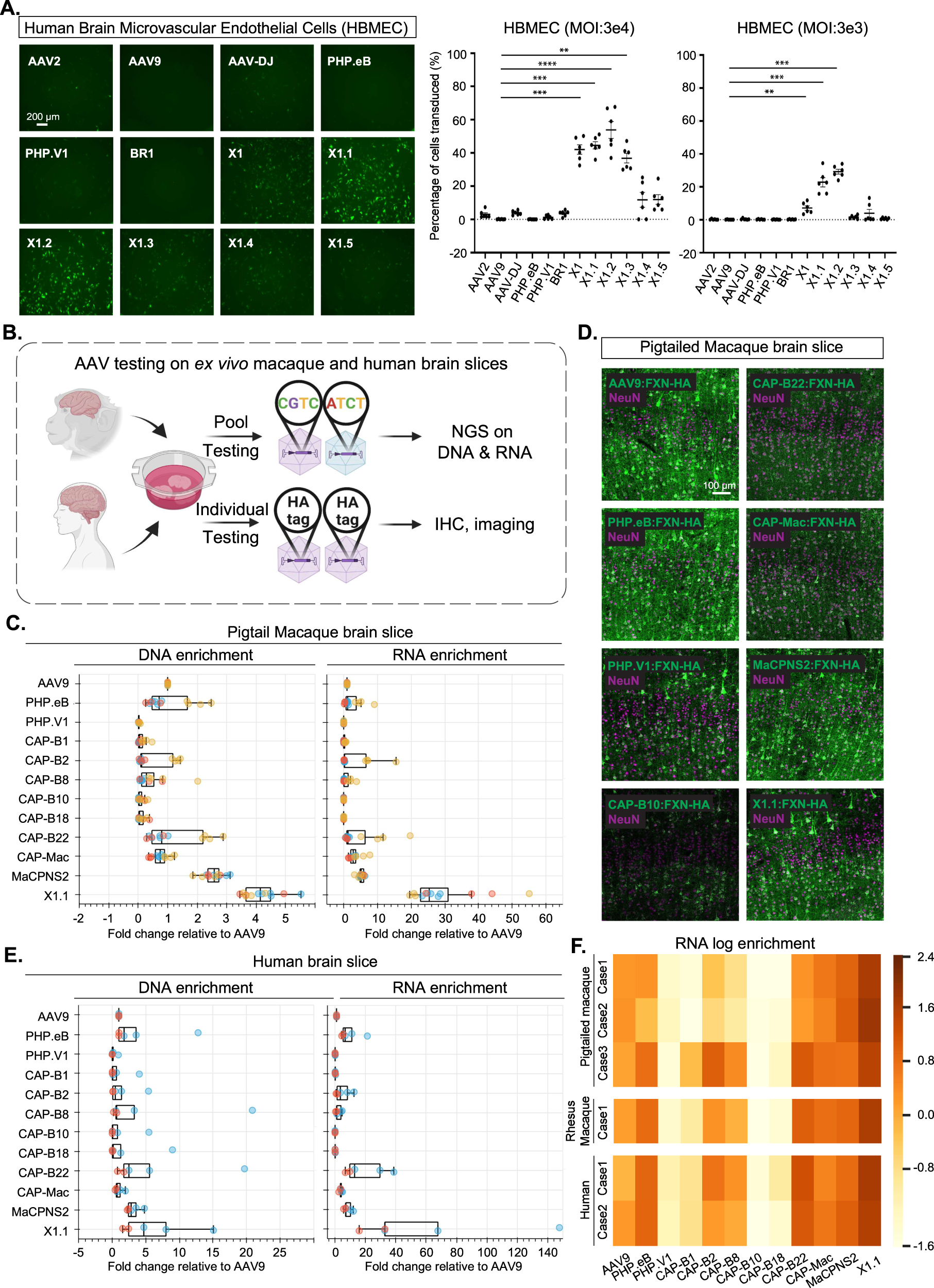 Fig. 5: Engineered AAVs can efficiently transduce cultured human brain microvascular endothelial cells and ex vivo macaque and human brain slices.